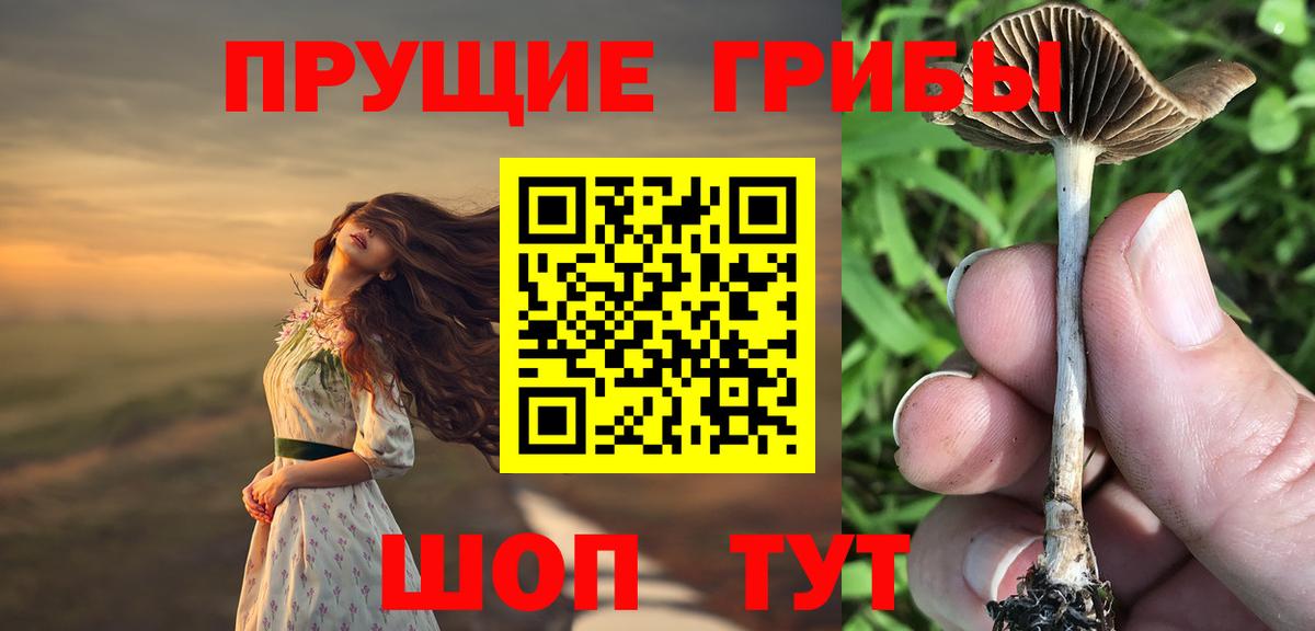 Галлюциногенные грибы Psilocybe Усть-Джегута